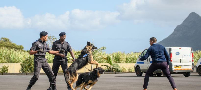 What goes into the training of our guarding dogs?